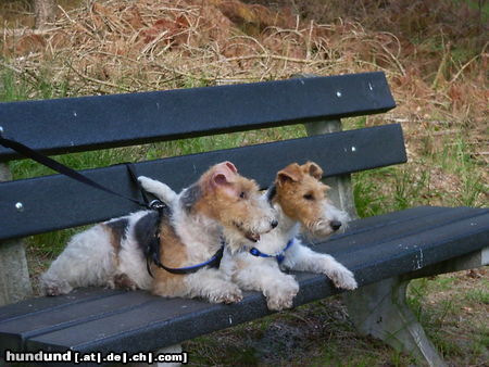 Foxterrier Drahthaar Wir als mutter und Tochter lieben uns sehr.