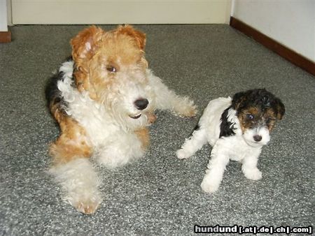 Foxterrier Drahthaar Mutter Timmie und Tochter Tessa !