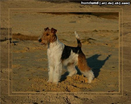 Foxterrier Drahthaar mein name ist Spike und  ich bin wirklich eine schonheit !