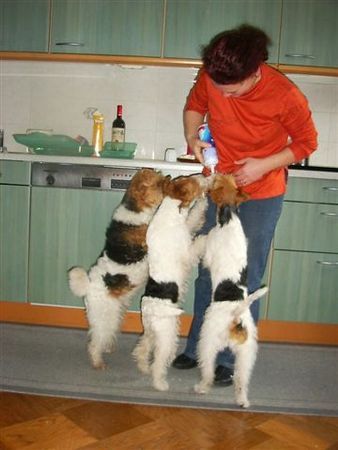 Foxterrier Drahthaar Der Sahne smekt uns sehr gut !