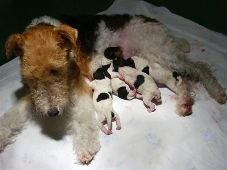 Foxterrier Drahthaar eine sehr glucklichen Mutter Timmie !