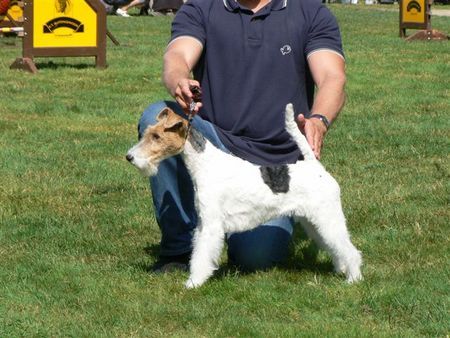 Foxterrier Drahthaar Eine schone Daisy !