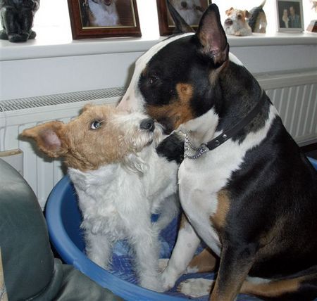 Foxterrier Drahthaar Ist das liebe auf das erste gesicht ?