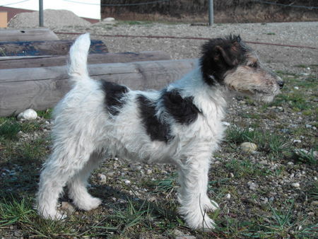 Foxterrier Drahthaar  Fix