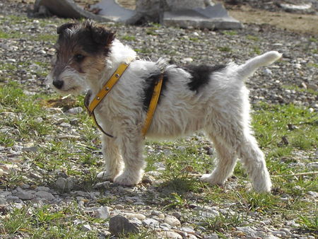 Foxterrier Drahthaar  Foxi