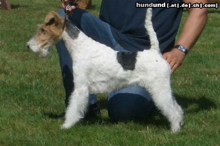 Foxterrier Drahthaar Der sehr schone Daisy