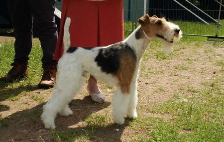 Foxterrier Drahthaar Eine schone Drahthaar Foxterrier