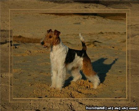 Foxterrier Drahthaar Ich bin eine schone drahthaar foxterrier und mein name ist SPIKE !