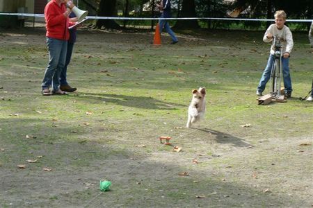 Foxterrier Drahthaar Ich komme in Action !