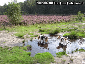 Foxterrier Drahthaar Das wir zwei in die schonen natur sein ist fur uns das schonste was es gibt !