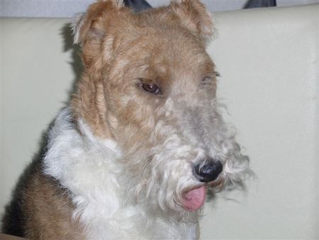 Foxterrier Drahthaar Ich bin der schonheit selbe !