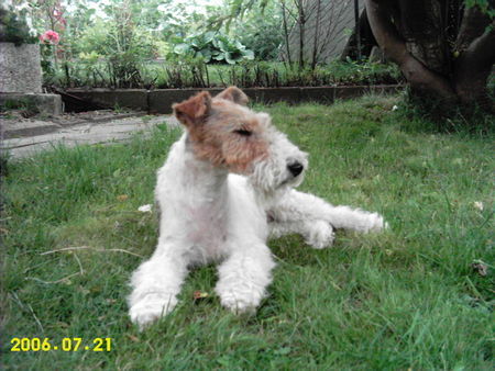 Foxterrier Drahthaar süße Netty