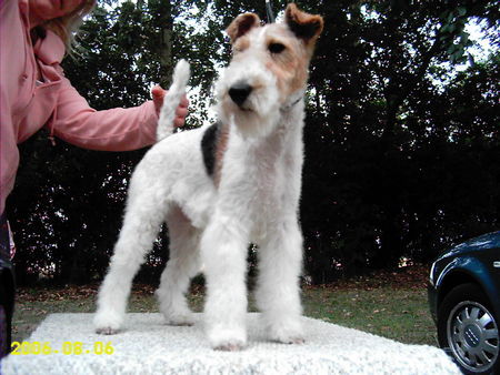 Foxterrier Drahthaar Wie seh ich aus?