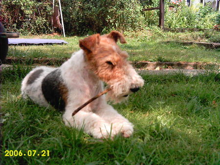 Foxterrier Drahthaar Netty