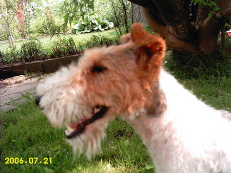 Foxterrier Drahthaar Netty im Profil