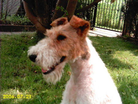 Foxterrier Drahthaar bin schön