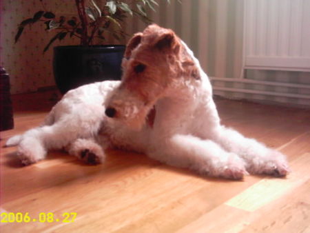 Foxterrier Drahthaar Netty