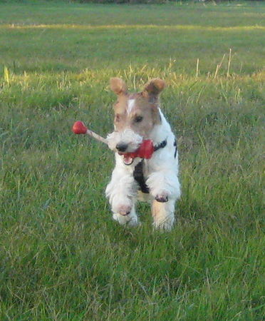 Foxterrier Drahthaar Netty im Herbst