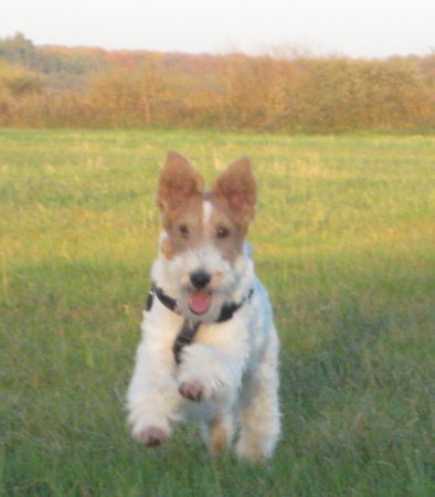 Foxterrier Drahthaar Netty 