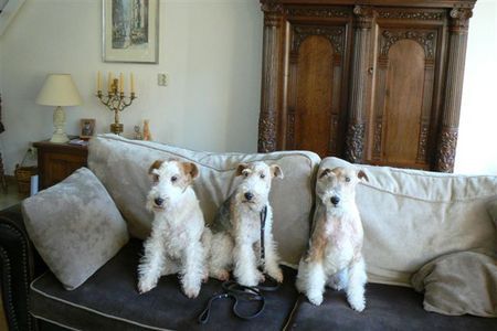 Foxterrier Drahthaar Drei generationen Foxterrier , Oma, Mutter, Tochter