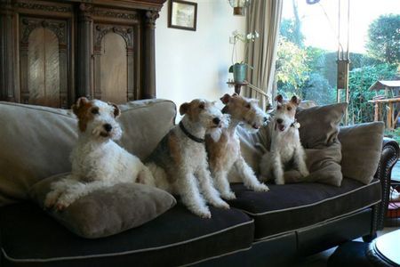 Foxterrier Drahthaar Vier generationen Foxterrier ,Obergroboma,  Oma,  Mutter, Tochter