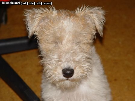 Foxterrier Drahthaar Ich bin klein mein Herz ist rein.......