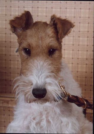 Foxterrier Drahthaar Ich bin eine schonheit ! Daisy