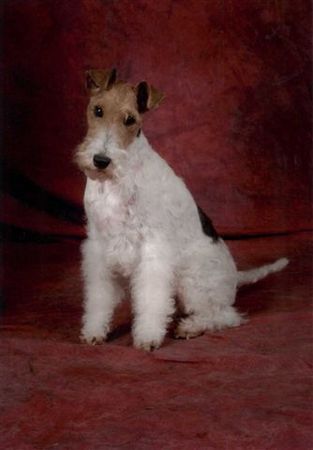 Foxterrier Drahthaar Ich bin eine sehr schone Drahthaar Foxterrier !  Daisy