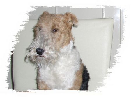 Foxterrier Drahthaar Ich bin sehr schon