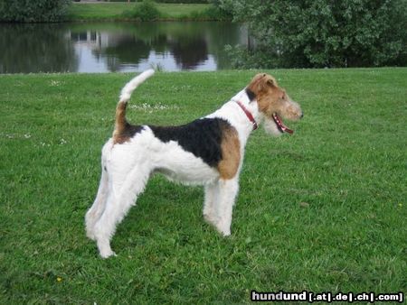 Foxterrier Drahthaar Ich bin eine sehr schone drahthaar foxterrier