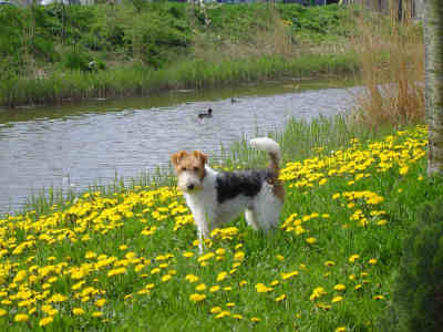 Foxterrier Drahthaar Endlich jetzt ist der fruhling begonnen