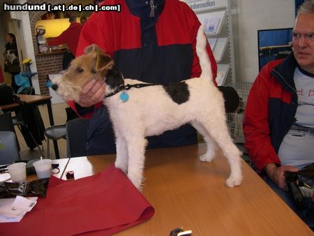 Foxterrier Drahthaar Ich bin sehr schon und lieb !