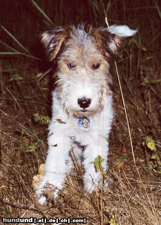 Foxterrier Drahthaar Klein und gaaanz „wild“