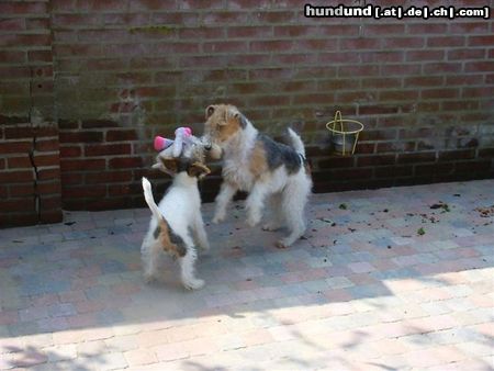 Foxterrier Drahthaar Mutter und Sohn