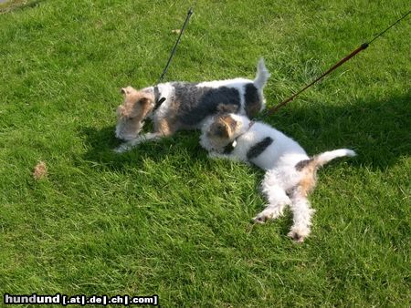 Foxterrier Drahthaar Mutter uns Sohn .