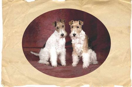 Foxterrier Drahthaar Mutter Timmie und Tochter Daisy