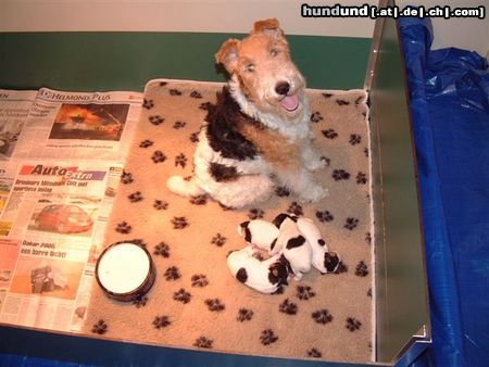 Foxterrier Drahthaar wir sind sehr glucklich zusammen