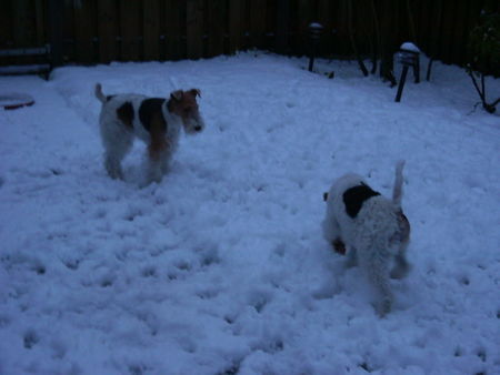 Foxterrier Drahthaar Mutter Timmie und Tochter Daisy zusammen in der Schnee ! 