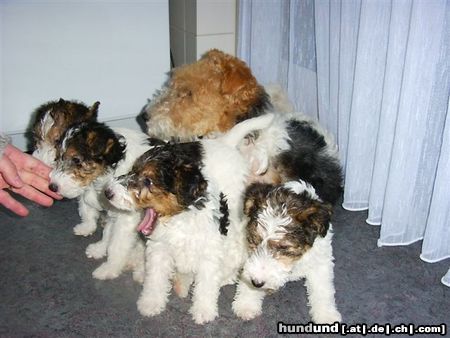 Foxterrier Drahthaar Mutter Timmie mit Daisy, Tessa, Bobbie, Rex