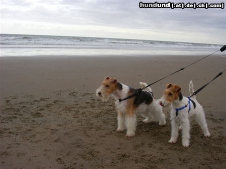 Foxterrier Drahthaar Mutter und Tochter !