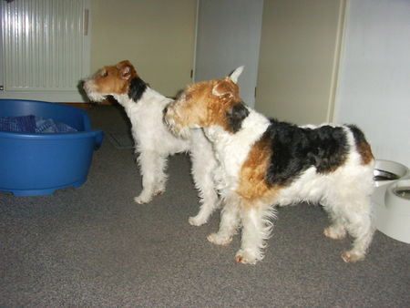 Foxterrier Drahthaar Mutter und Tochter !