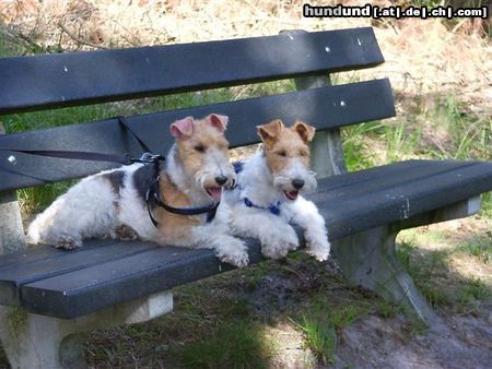 Foxterrier Drahthaar samen op een klein bankje