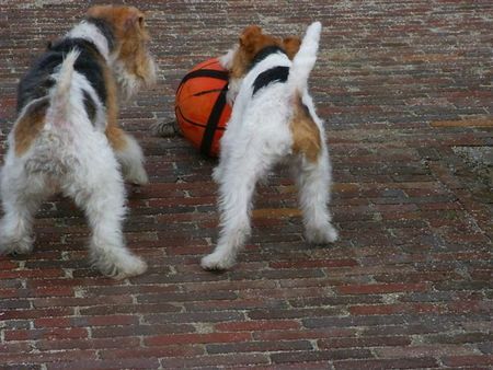 Foxterrier Drahthaar wir beiden zusammen !