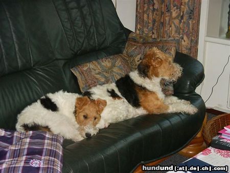 Foxterrier Drahthaar Mutter und Tochter