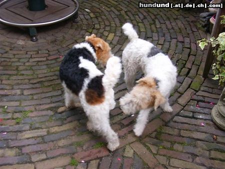 Foxterrier Drahthaar Das ist meine mutter Timmie.