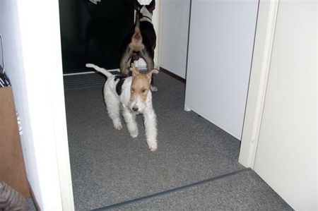 Foxterrier Drahthaar Ich bin der schone Daisy !