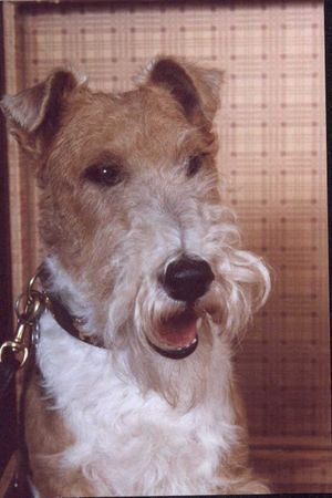 Foxterrier Drahthaar Ich bin eine schonheit ! Timmie