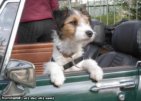 Foxterrier Drahthaar Neelah als Beifahrerin im MG