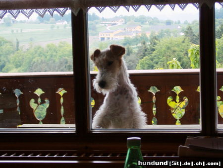 Foxterrier Drahthaar