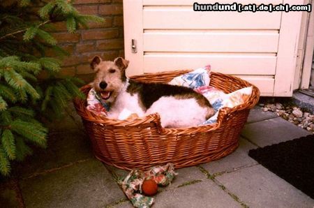 Foxterrier Drahthaar Das finde ich das schonste was es gibt !